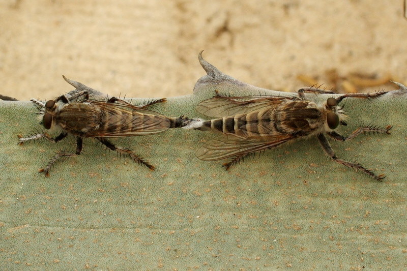 Asilidae: Promachus consanguineus (copula) (1)